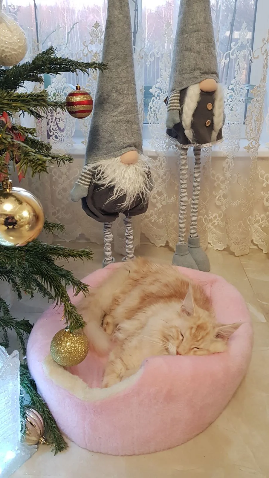 Наші випускники