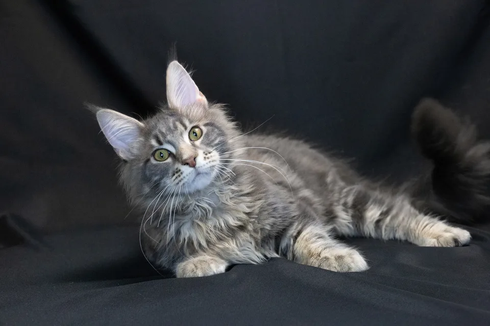 Caesar, блакитний мармуровий