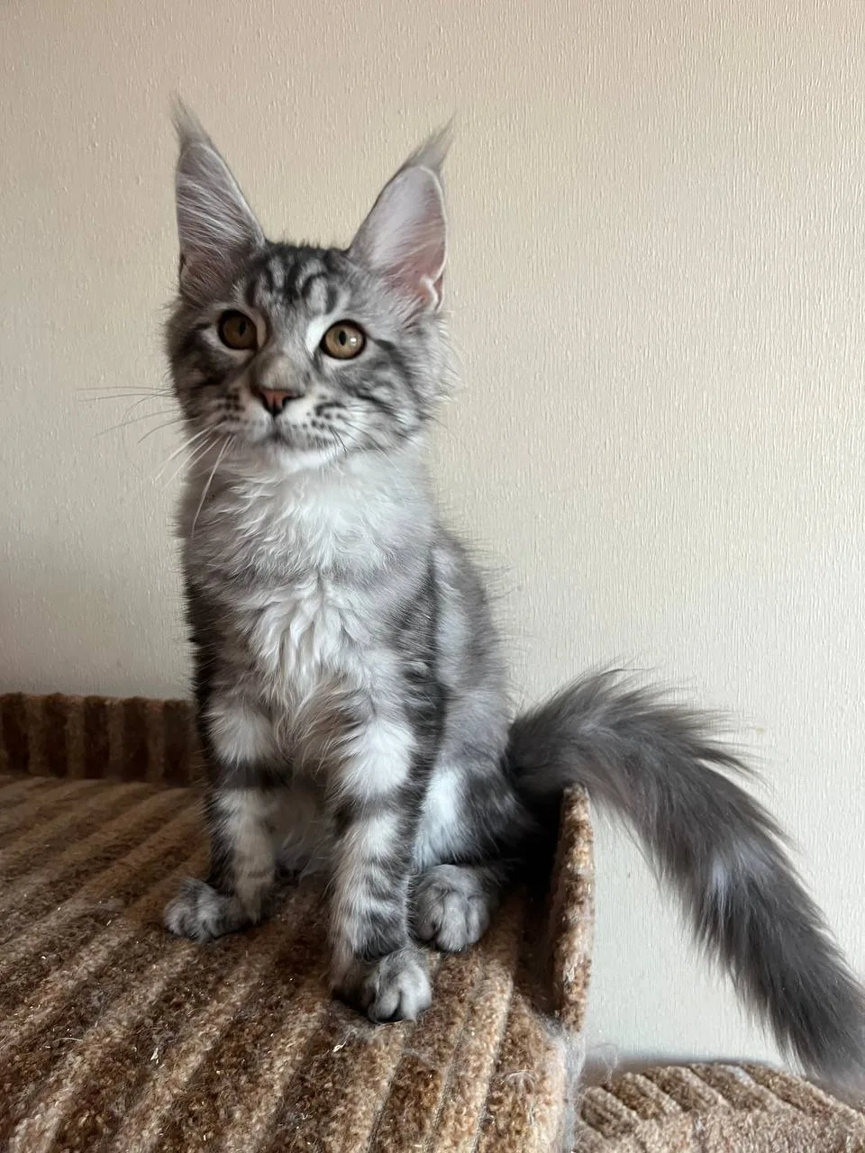 Cathie — чорний срібний мармуровий