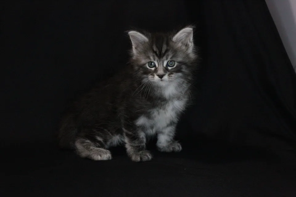 Agatha — чорний димчастий